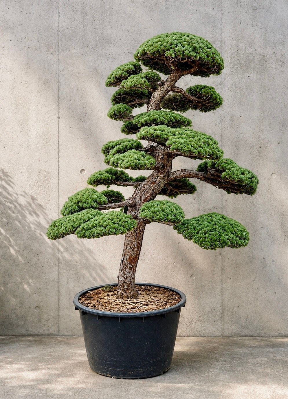 Mädchenkiefer – Gartenbonsai