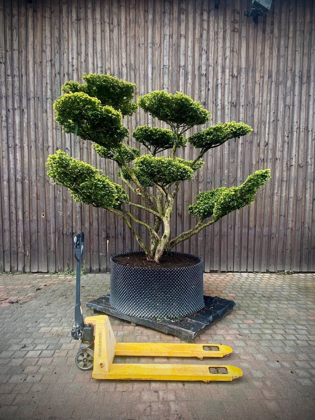 Japanische Eibe – Taxus cuspidata