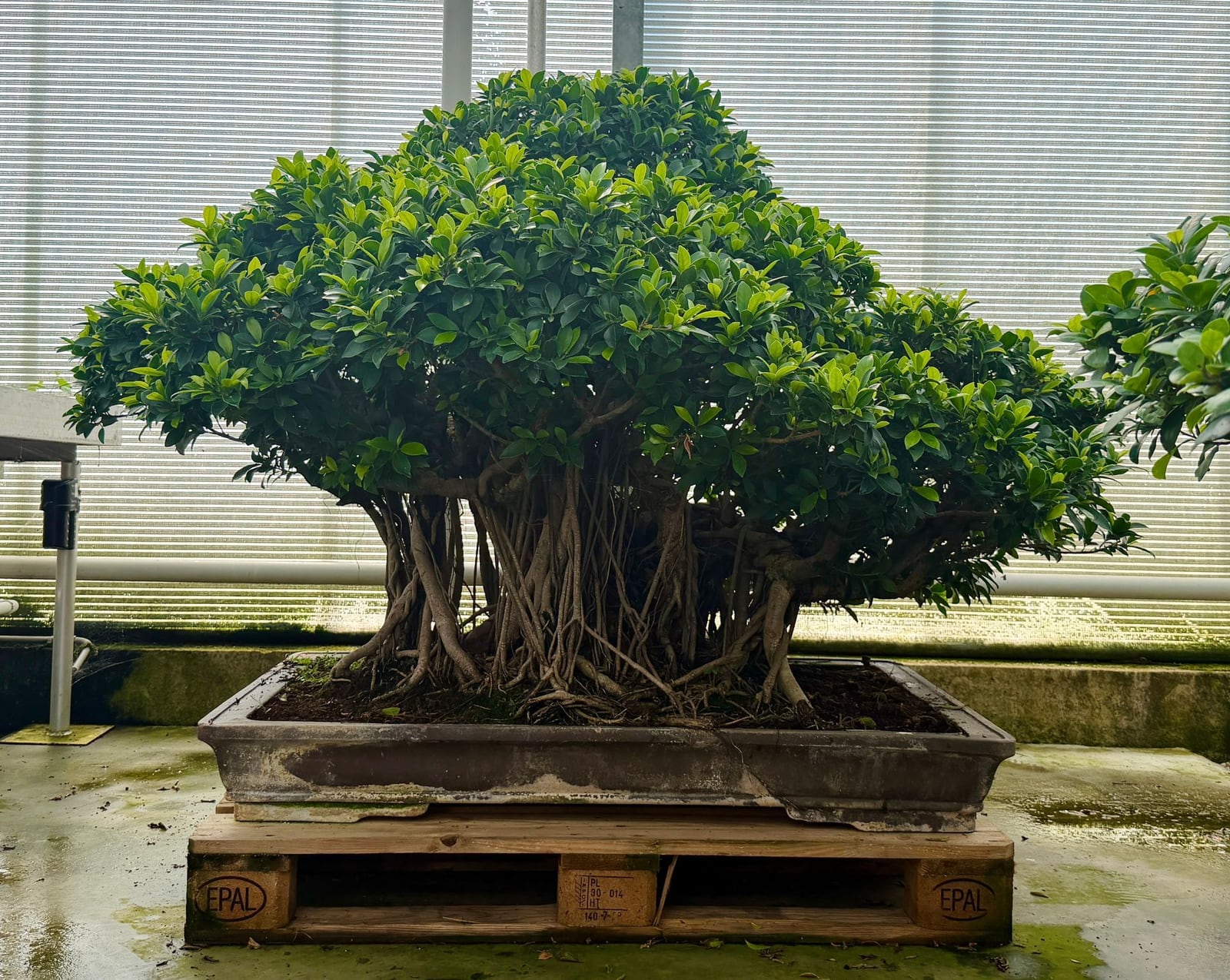 Ficus Retusa – XXL-Solitär